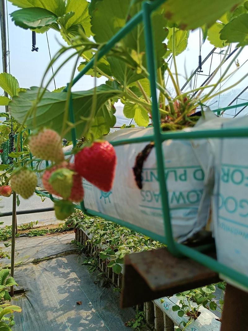 妙香七草莓种苗保护地早熟新品种，果实硬度高耐储运，果型好