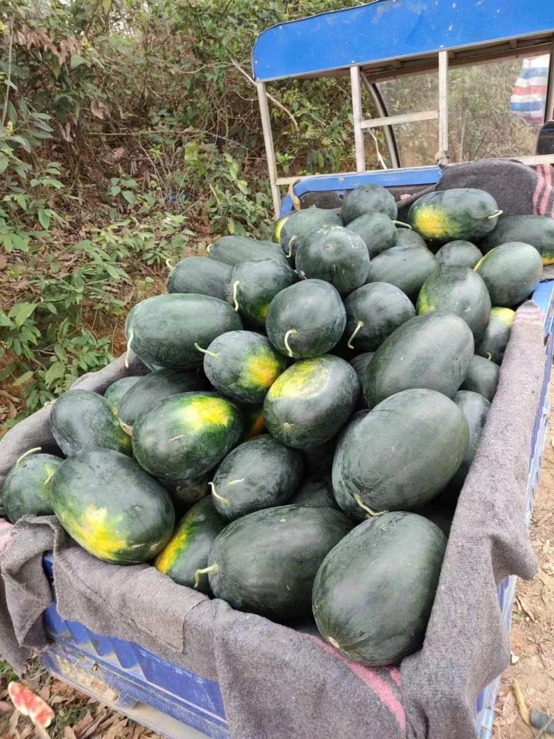 广西崇左精品黑美人西瓜量大皮薄红瓤品质好货发全国欢迎来电