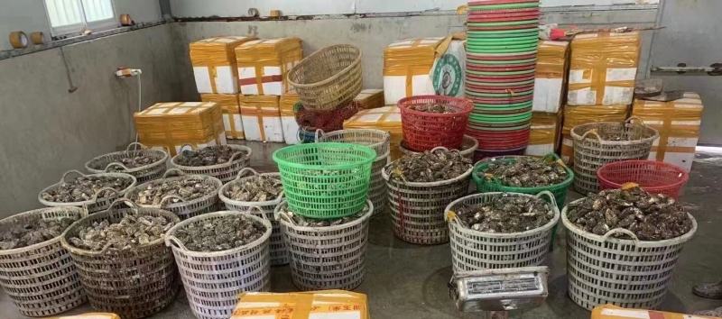 南澳生蚝新鲜生蚝鲜活生蚝全壳牡蛎