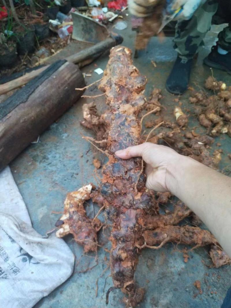 [[精选]]肇庆本地大山深处新鲜土伏苓鲜货/土伏苓干片