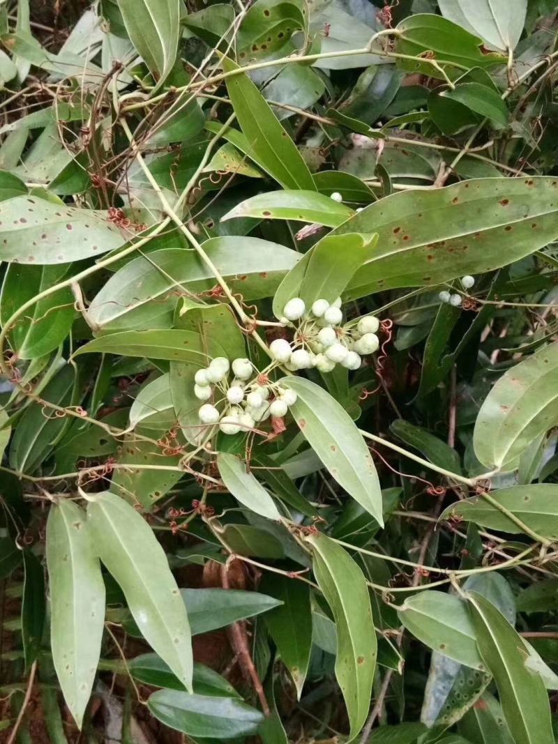 [[精选]]肇庆本地大山深处新鲜土伏苓鲜货/土伏苓干片