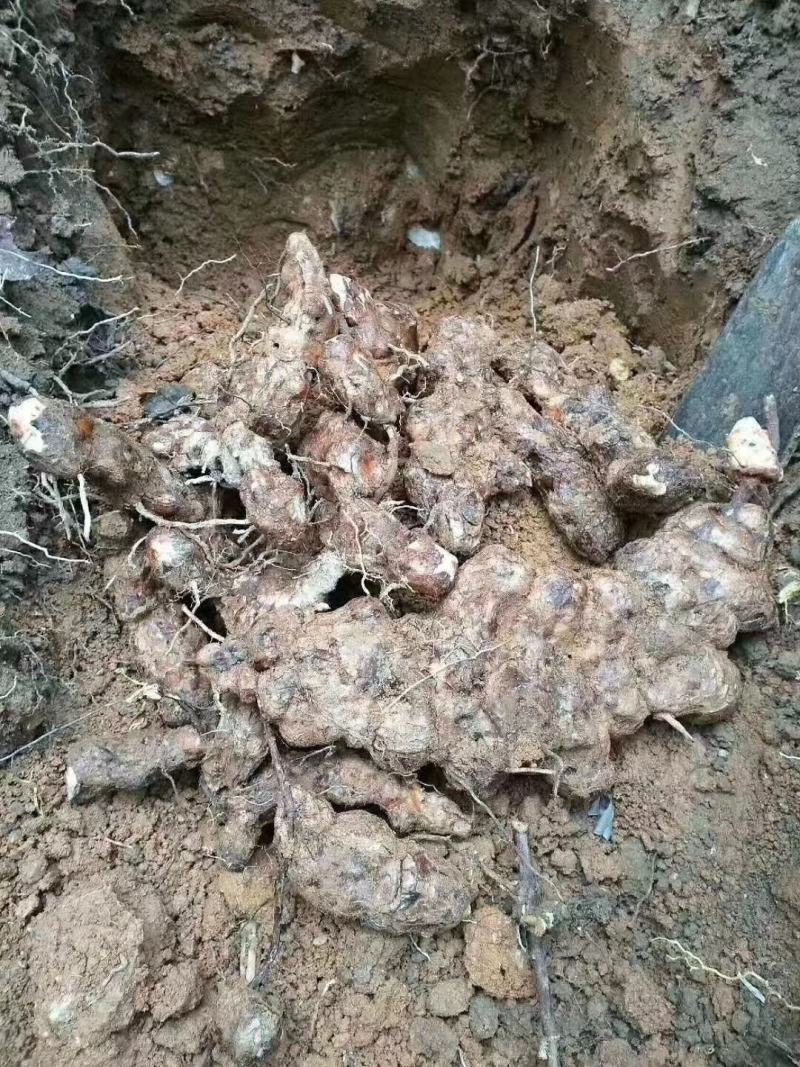 [[精选]]肇庆本地大山深处新鲜土伏苓鲜货/土伏苓干片