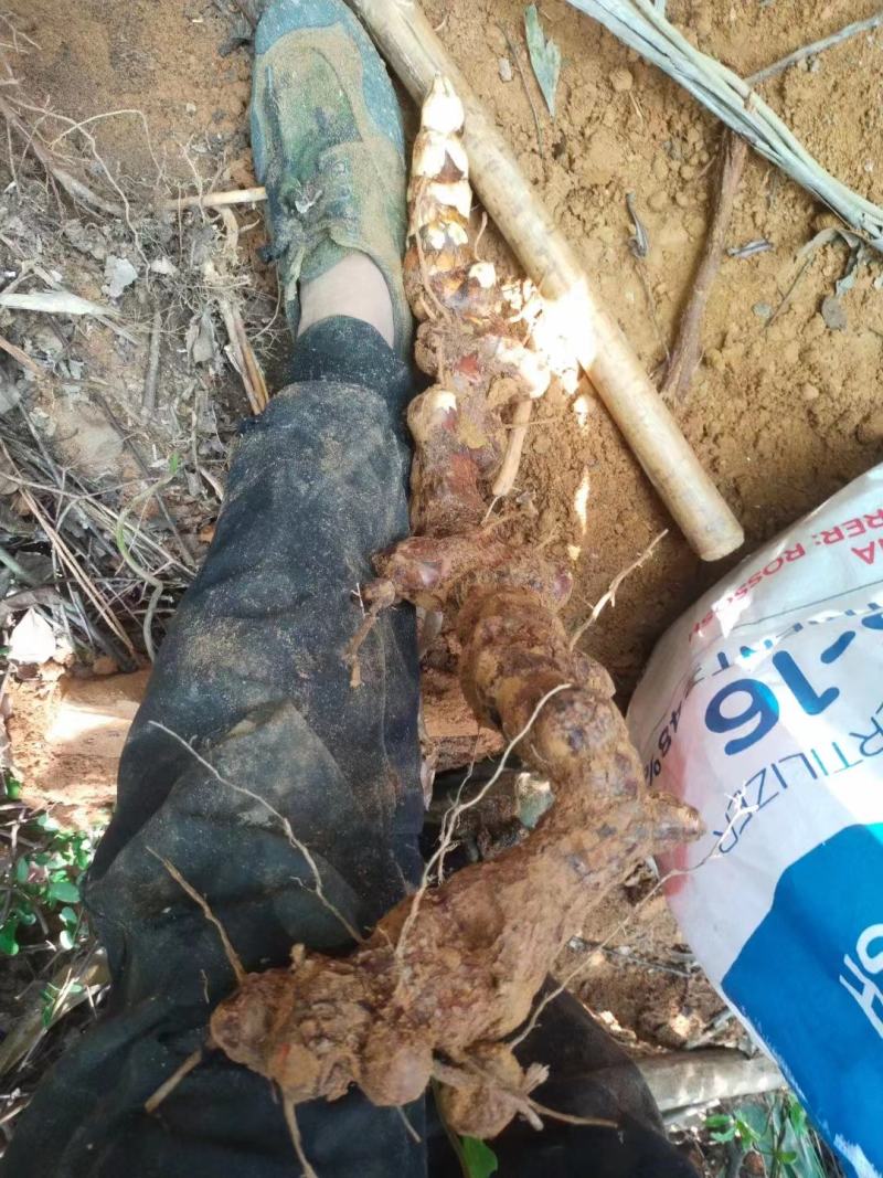 [[精选]]肇庆本地大山深处新鲜土伏苓鲜货/土伏苓干片