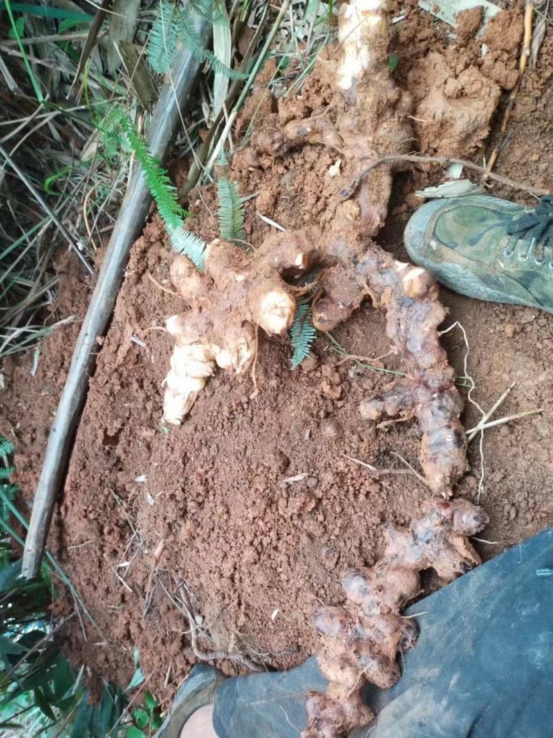 [[精选]]肇庆本地大山深处新鲜土伏苓鲜货/土伏苓干片