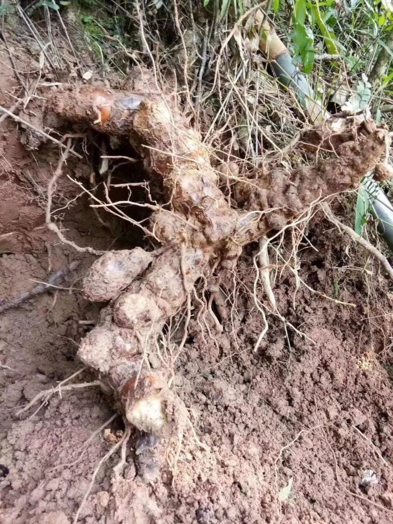 [[精选]]肇庆本地大山深处新鲜土伏苓鲜货/土伏苓干片