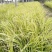 金叶石菖蒲水培土养净化空气多年生草本绿化工程苗木菖蒲盆栽
