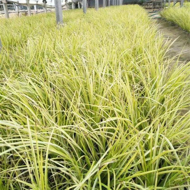 金叶石菖蒲水培土养净化空气多年生草本绿化工程苗木菖蒲盆栽