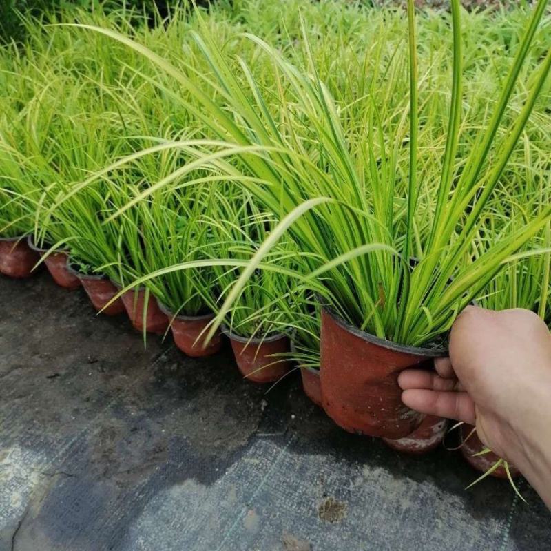 金叶石菖蒲水培土养净化空气多年生草本绿化工程苗木菖蒲盆栽