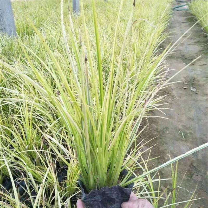 金叶石菖蒲水培土养净化空气多年生草本绿化工程苗木菖蒲盆栽