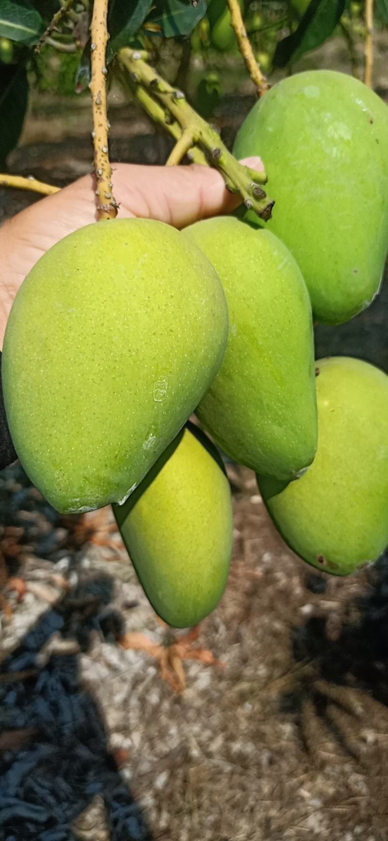 海南东方小台芒