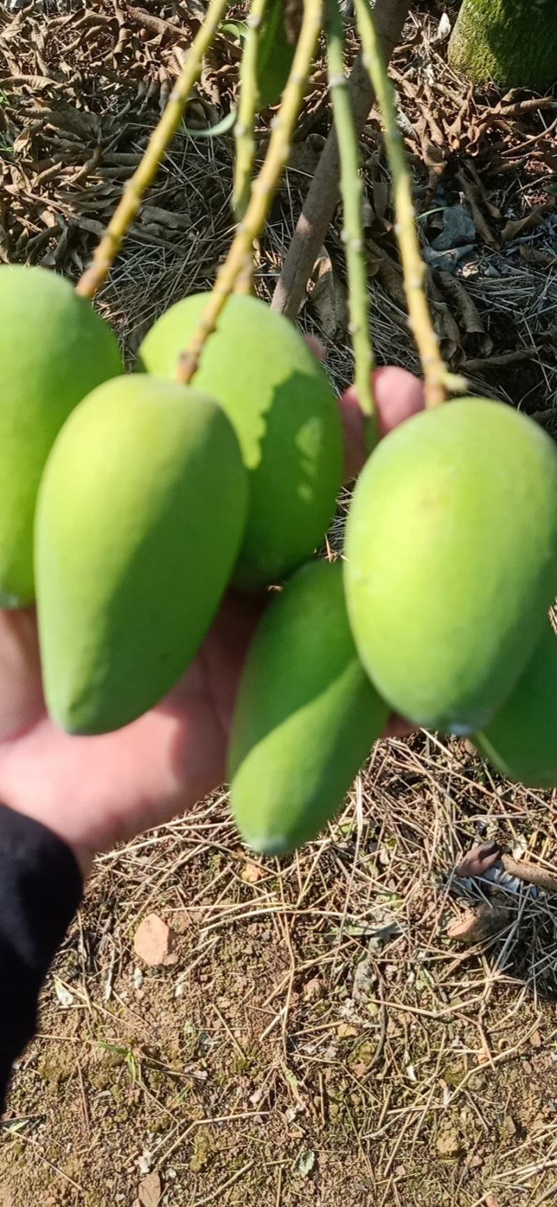海南东方小台芒