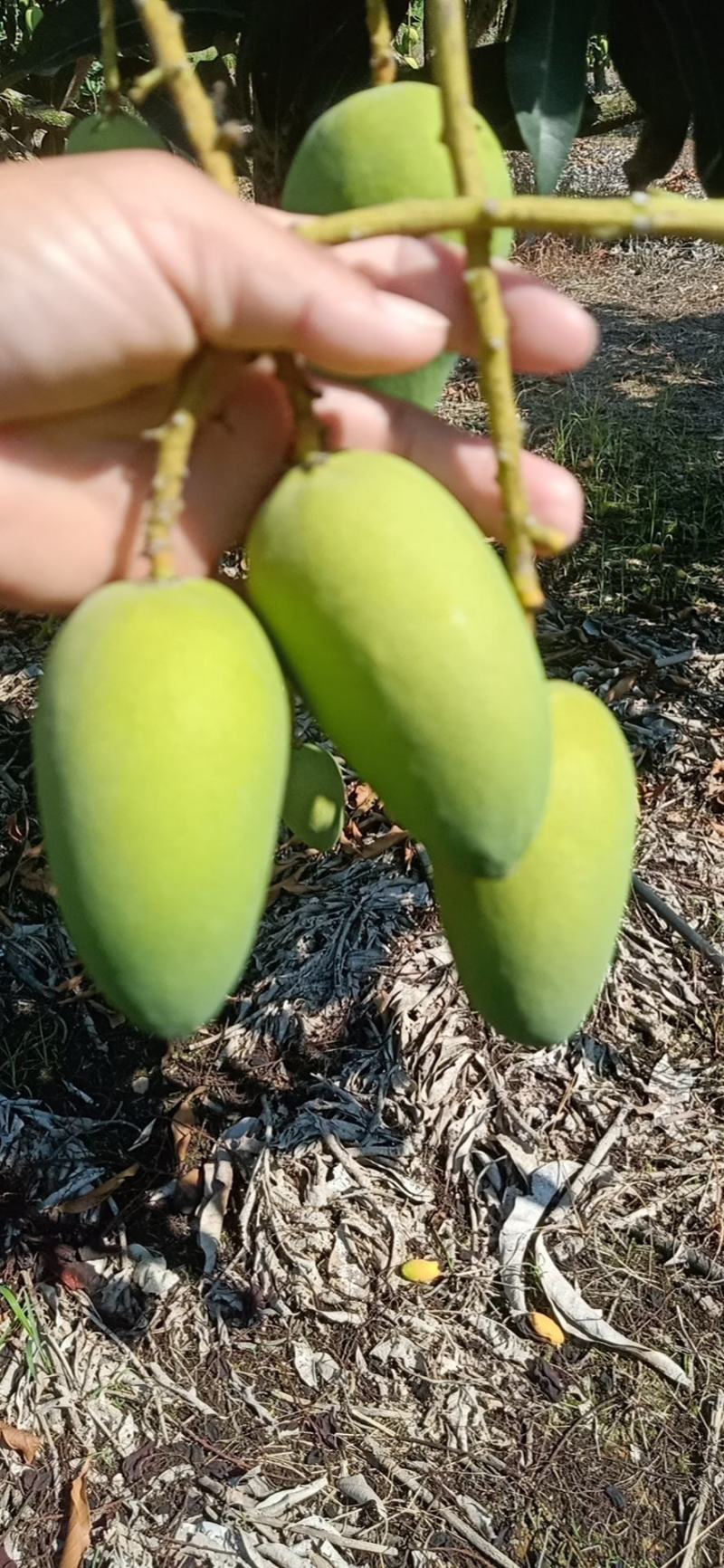 海南东方小台芒