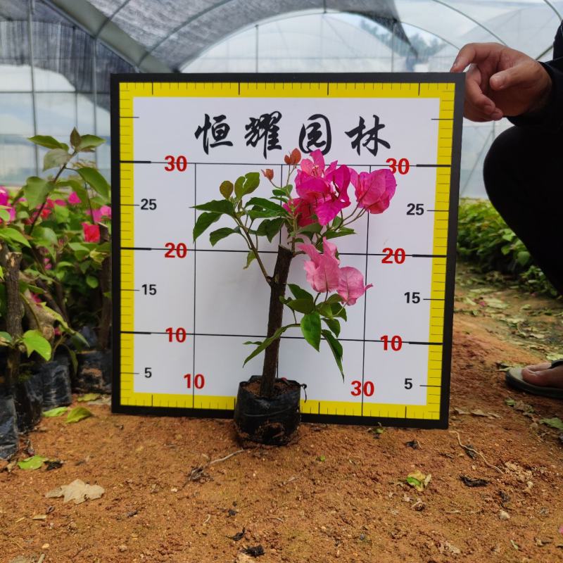 【同安红三角梅水红勒杜鹃】各种规格欢迎合作详谈