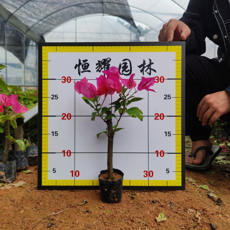 【同安红三角梅水红勒杜鹃】各种规格欢迎合作详谈