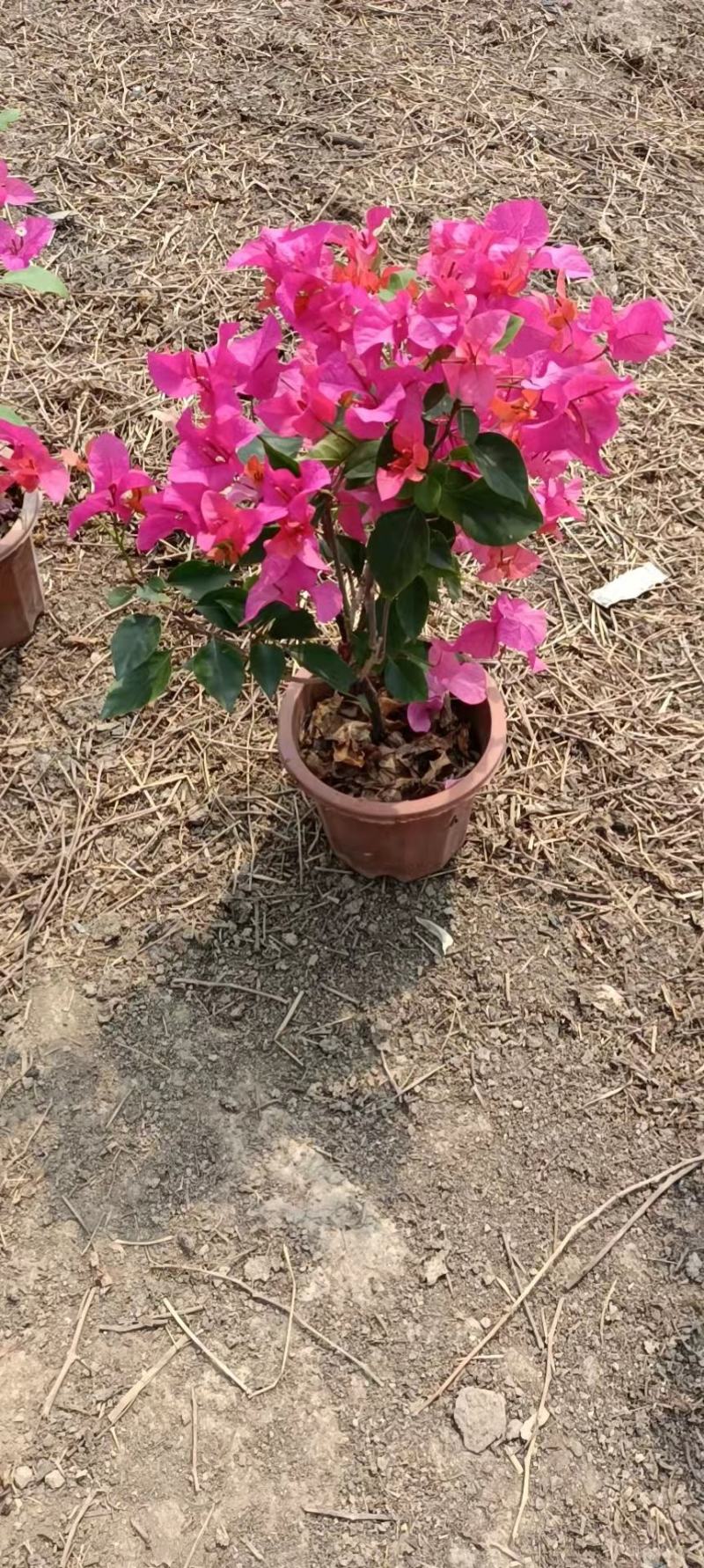 三角梅
