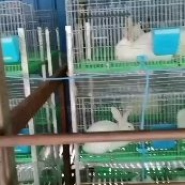 伊拉种兔