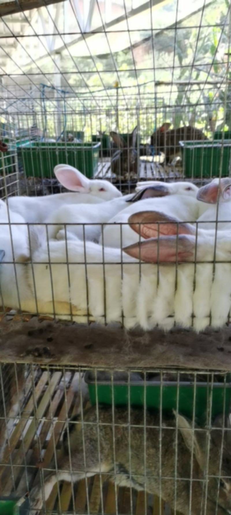 伊拉种兔