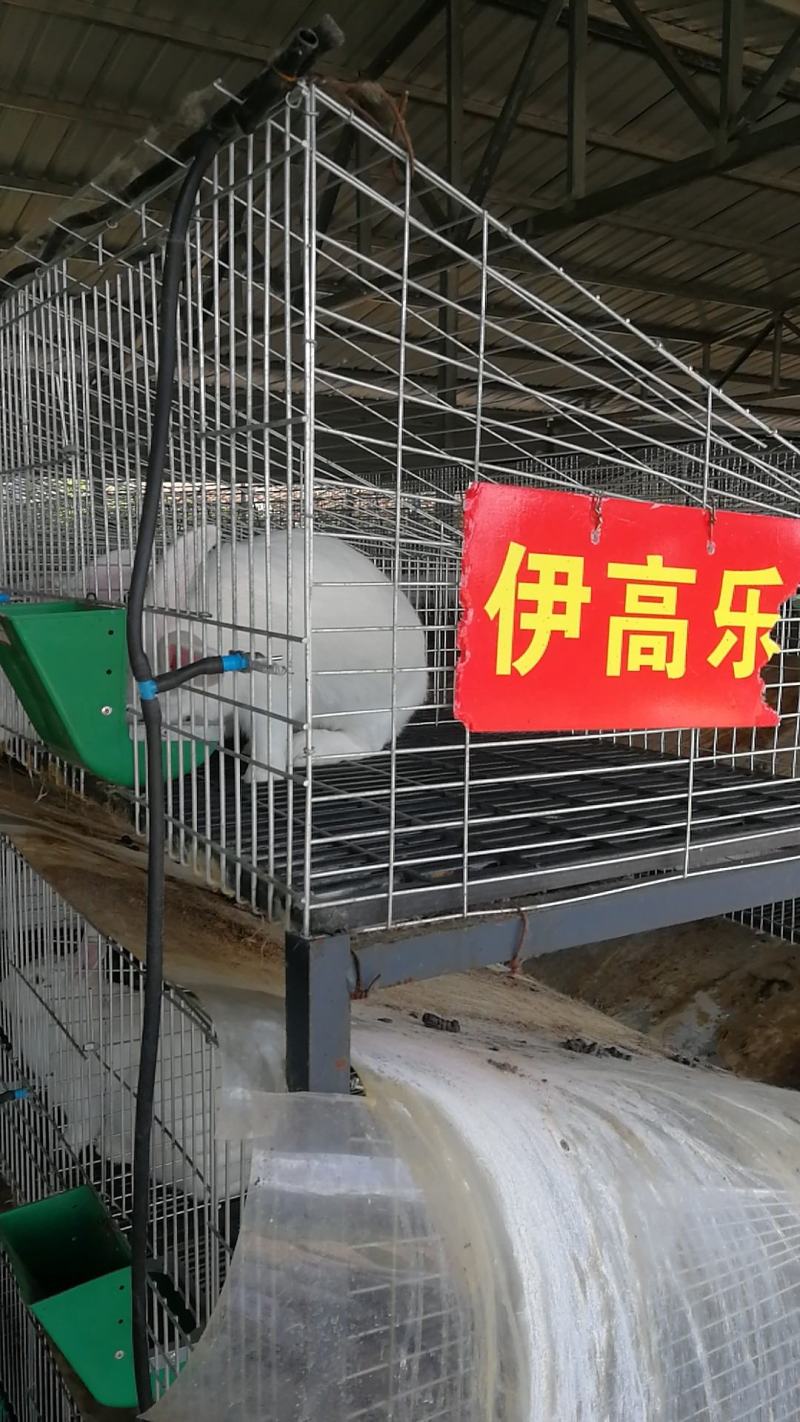 伊拉种兔