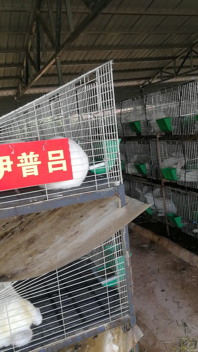 伊拉种兔