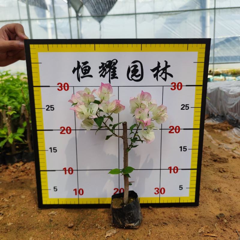 【绿樱三角梅】各种规格福建漳州基地直发欢迎合作详谈