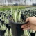 花叶玉蝉花阳台庭院花镜花卉多年生球根植物湿地水生直立菖蒲