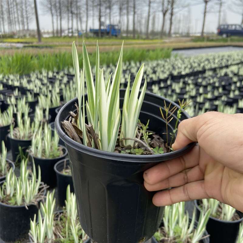 花叶玉蝉花阳台庭院花镜花卉多年生球根植物湿地水生直立菖蒲