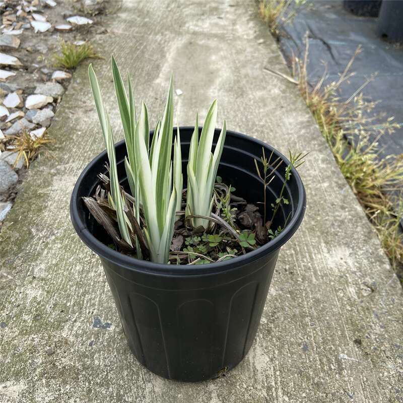 花叶玉蝉花阳台庭院花镜花卉多年生球根植物湿地水生直立菖蒲