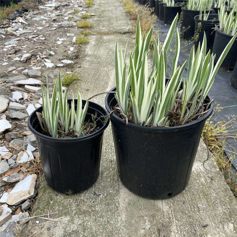花叶玉蝉花阳台庭院花镜花卉多年生球根植物湿地水生直立菖蒲