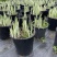 花叶玉蝉花阳台庭院花镜花卉多年生球根植物湿地水生直立菖蒲