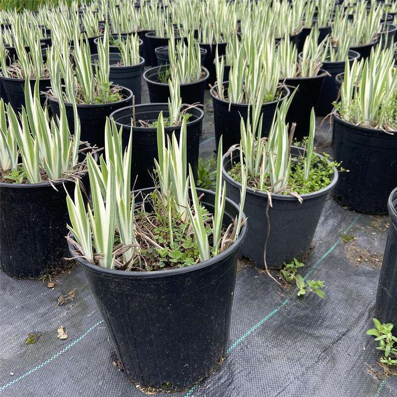 花叶玉蝉花阳台庭院花镜花卉多年生球根植物湿地水生直立菖蒲
