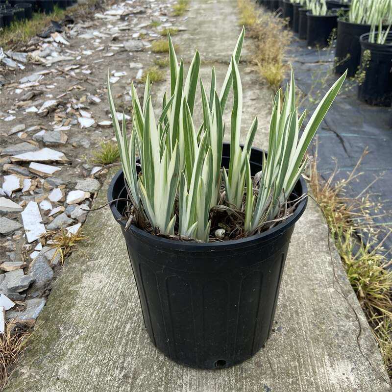 花叶玉蝉花阳台庭院花镜花卉多年生球根植物湿地水生直立菖蒲