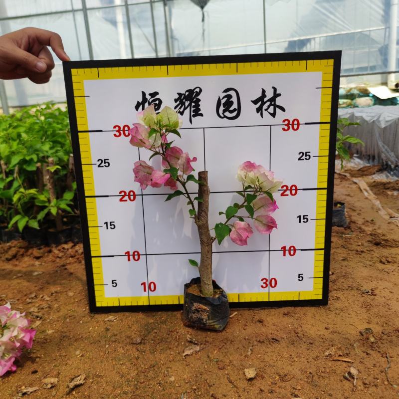 【绿樱三角梅】各种规格福建漳州基地直发欢迎合作详谈