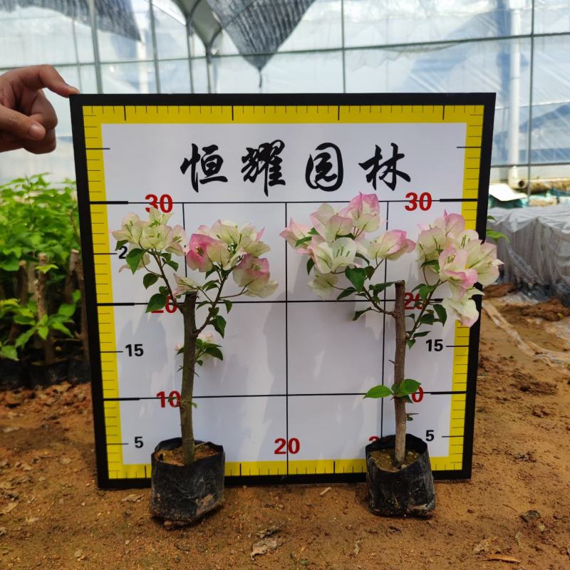 【绿樱三角梅】各种规格福建漳州基地直发欢迎合作详谈