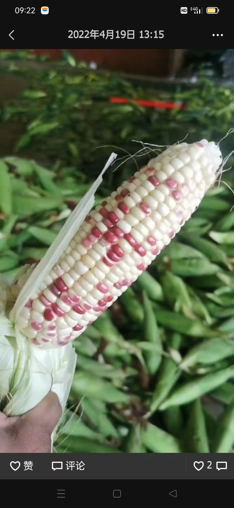 糯玉米