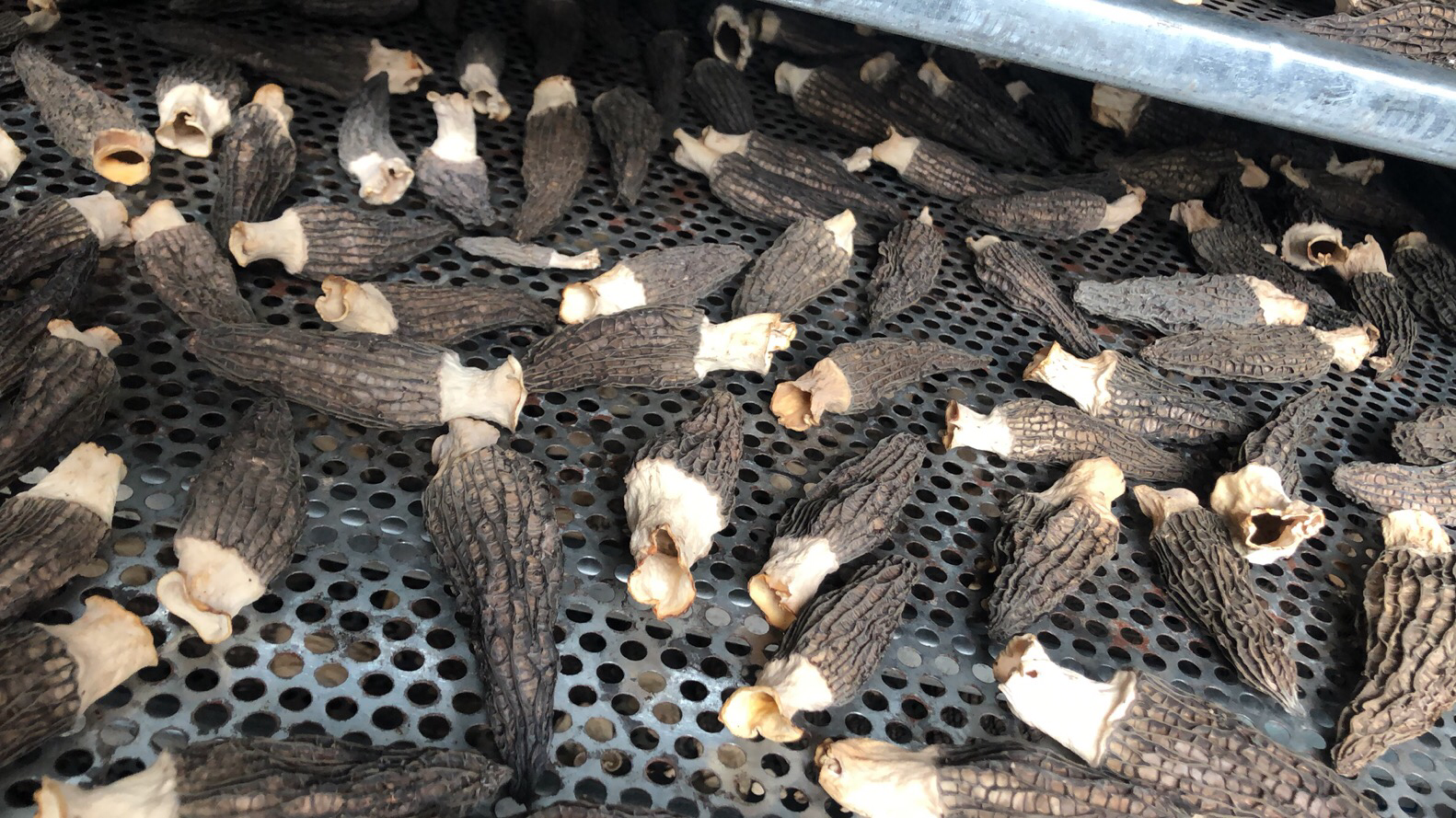 羊肚菌加工车间场景