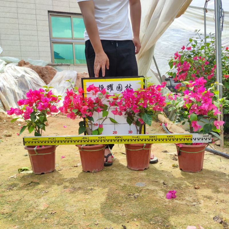 【同安红三角梅水红勒杜鹃】欢迎合作详谈