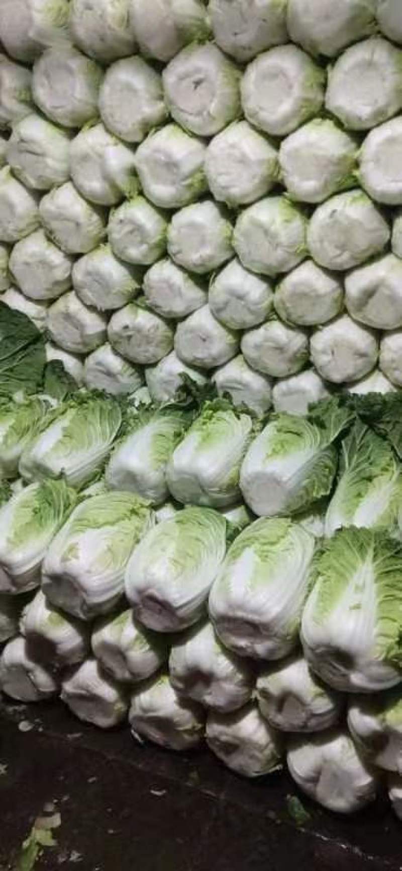 定州黄心玲珑黄012白菜