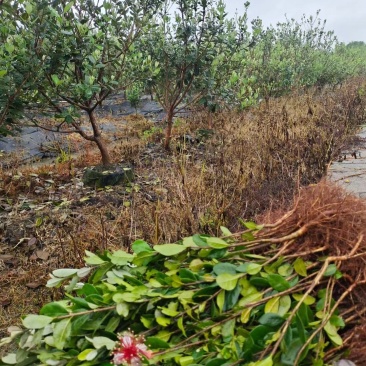 菲油果裸根苗