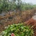 菲油果裸根苗
