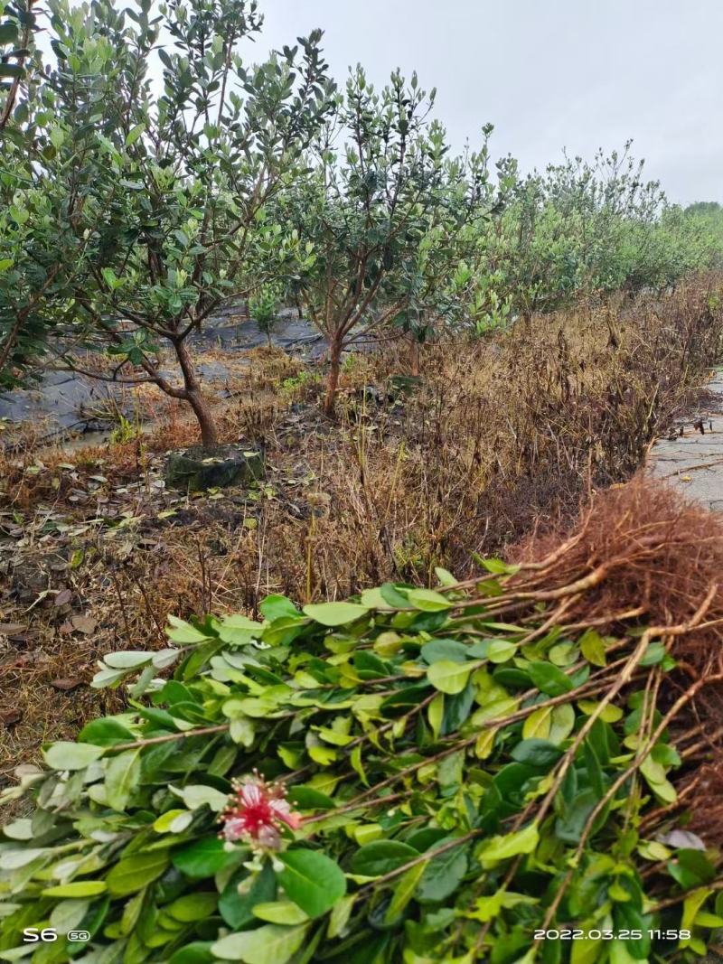 菲油果裸根苗