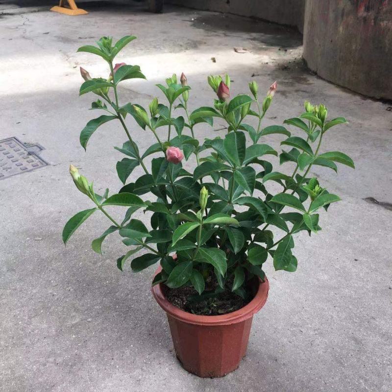 金蝉黄蝉花紫蝉花盆栽花卉阳台室外庭院带土带盆发货