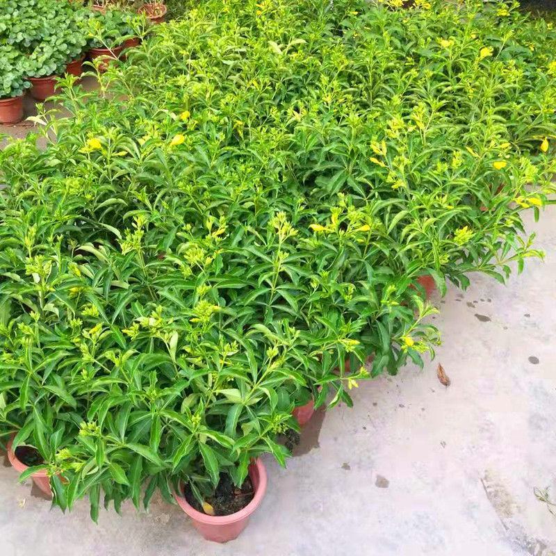 金蝉黄蝉花紫蝉花盆栽花卉阳台室外庭院带土带盆发货