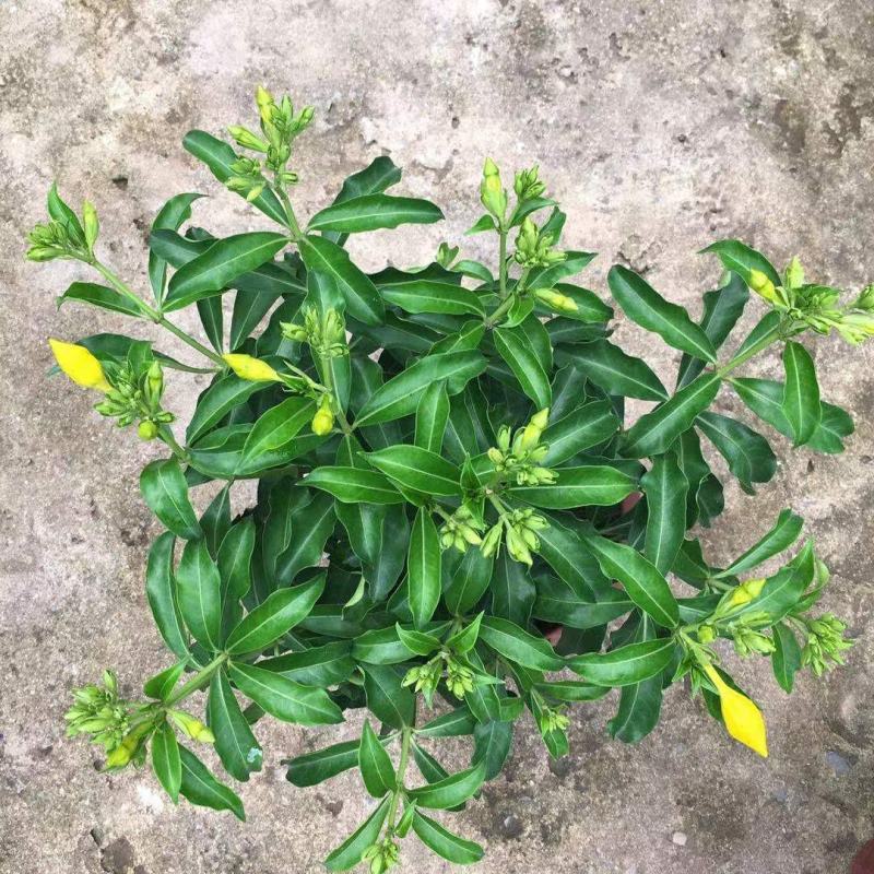 金蝉黄蝉花紫蝉花盆栽花卉阳台室外庭院带土带盆发货