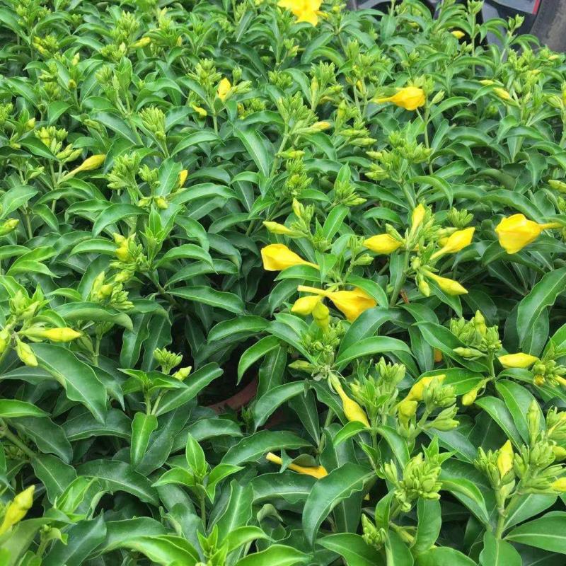 金蝉黄蝉花紫蝉花盆栽花卉阳台室外庭院带土带盆发货