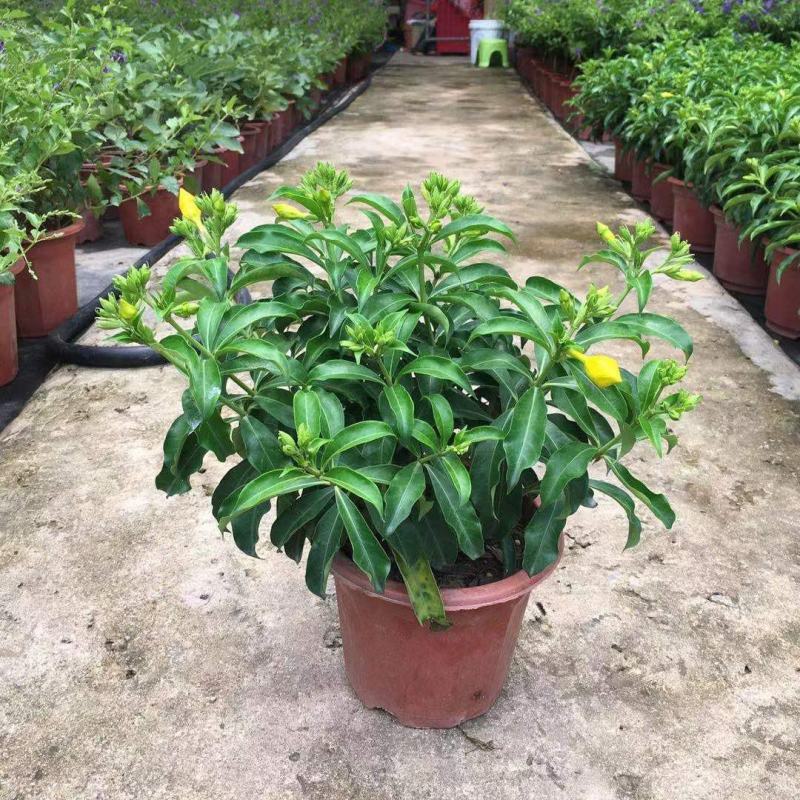 金蝉黄蝉花紫蝉花盆栽花卉阳台室外庭院带土带盆发货