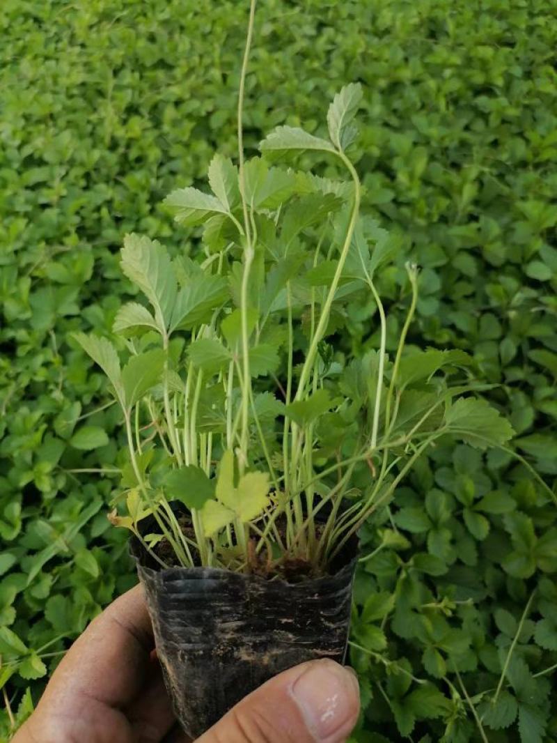 三叶委陵菜五叶委陵菜小杯苗