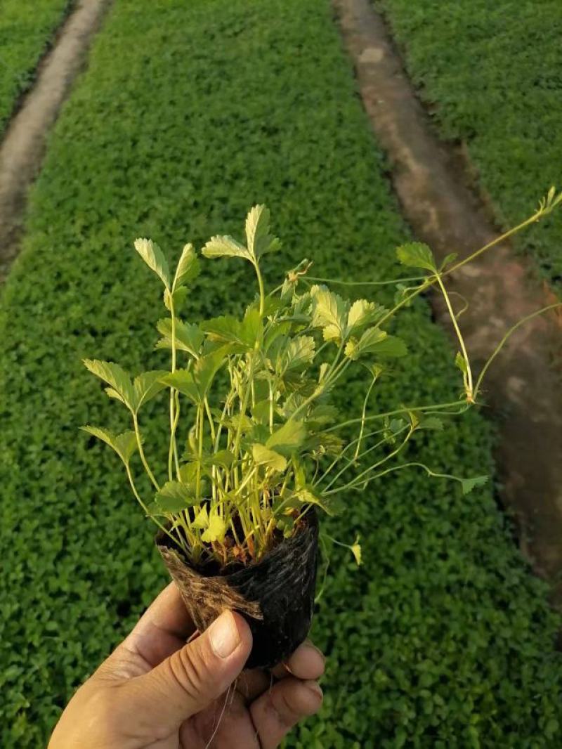 三叶委陵菜五叶委陵菜小杯苗
