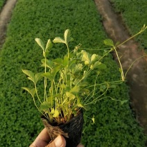 三叶委陵菜五叶委陵菜小杯苗