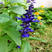 蓝花鼠尾草花种子一串蓝宿根花种庭院阳台盆栽花籽易种易活多