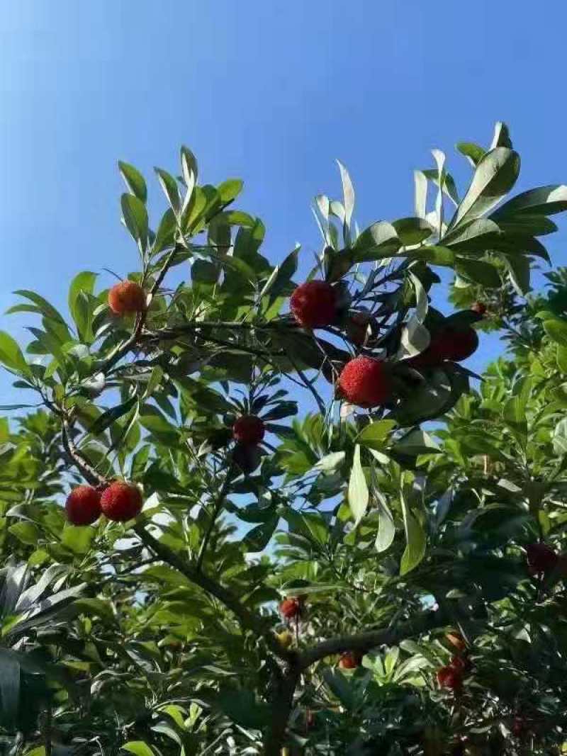 1301仙居杨梅，888东魁杨梅，产地直销5762